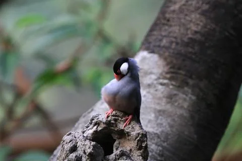 The Java rice sparrow. at hk park Stock Photos