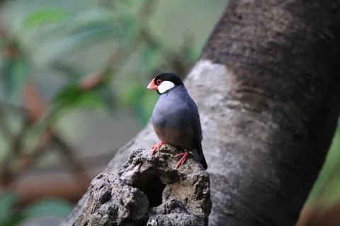 The Java rice sparrow. at hk park Stock Photos