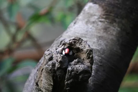 The Java rice sparrow. at hk park Stock Photos