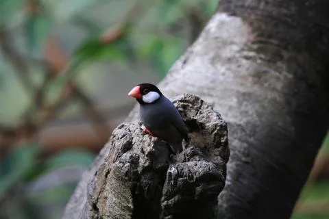 The Java rice sparrow. at hk park Stock Photos