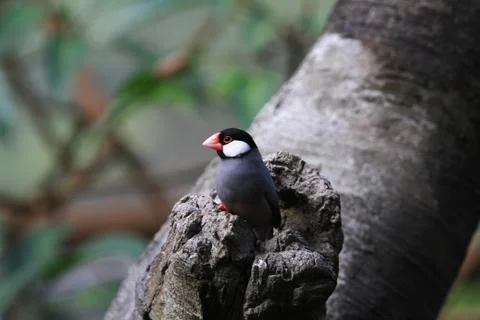 The Java rice sparrow. at hk park Stock Photos