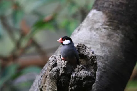 The Java rice sparrow. at hk park Stock Photos