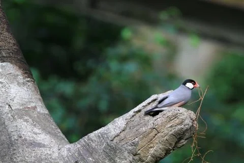 The Java rice sparrow. at hk park Stock Photos