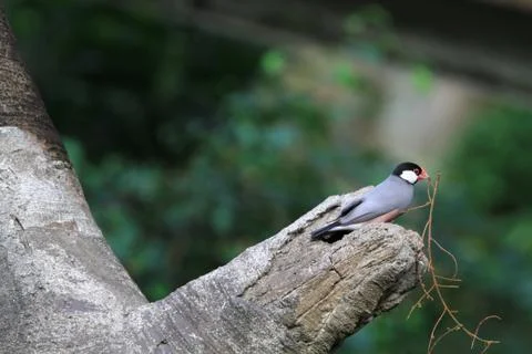 The Java rice sparrow. at hk park Stock Photos