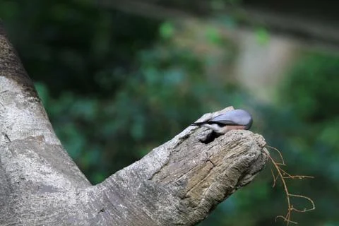 The Java rice sparrow. at hk park Stock Photos