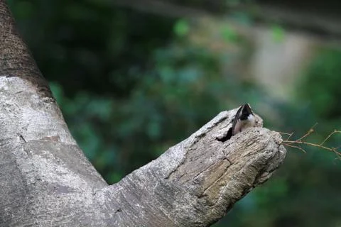 The Java rice sparrow. at hk park Stock Photos