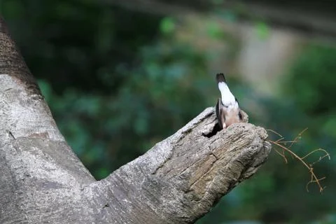 The Java rice sparrow. at hk park Stock Photos