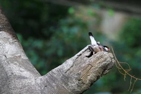 The Java rice sparrow. at hk park Stock Photos