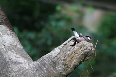 The Java rice sparrow. at hk park Stock Photos