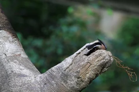 The Java rice sparrow. at hk park Stock Photos