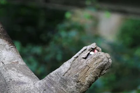 The Java rice sparrow. at hk park Stock Photos