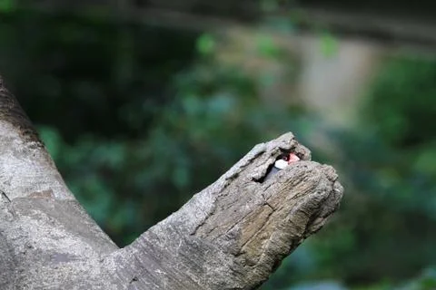 The Java rice sparrow. at hk park Stock Photos