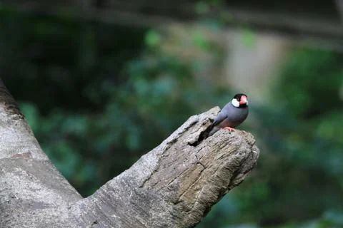 The Java rice sparrow. at hk park Stock Photos