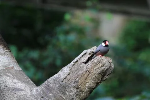 The Java rice sparrow. at hk park Stock Photos