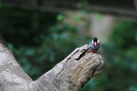 The Java rice sparrow. at hk park Stock Photos