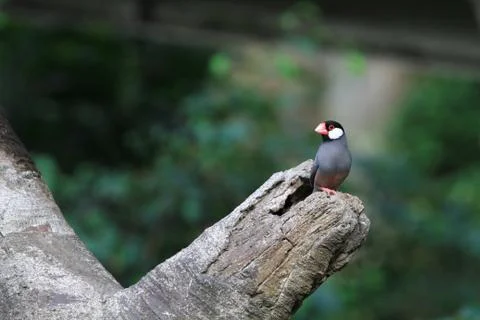 The Java rice sparrow. at hk park Stock Photos