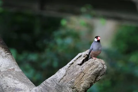 The Java rice sparrow. at hk park Stock Photos