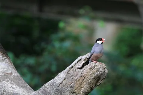 The Java rice sparrow. at hk park Stock Photos