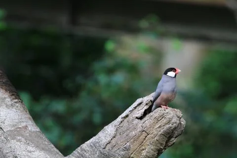 The Java rice sparrow. at hk park Stock Photos