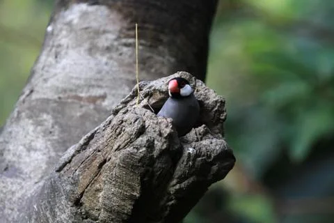 The Java rice sparrow. at hk park Stock-Fotos