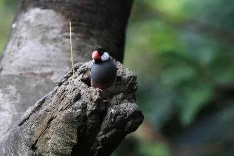 The Java rice sparrow. at hk park Stock Photos
