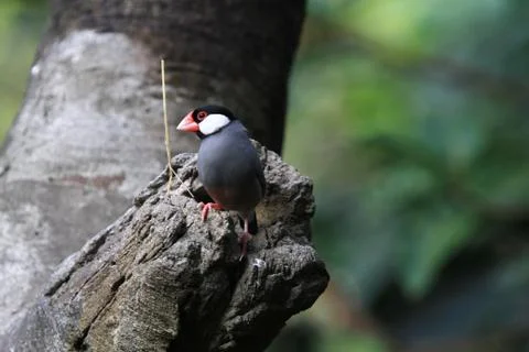 The Java rice sparrow. at hk park Stock Photos