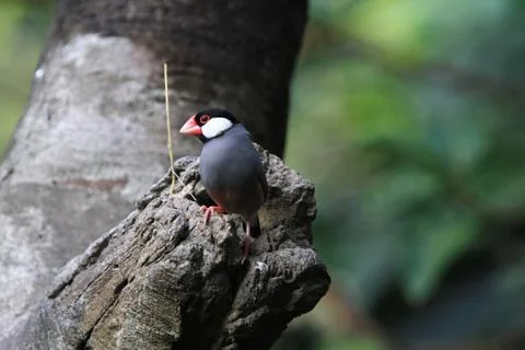 The Java rice sparrow. at hk park Stock Photos