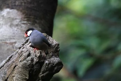 The Java rice sparrow. at hk park Stock Photos
