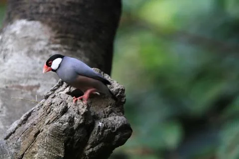 The Java rice sparrow. at hk park Stock Photos