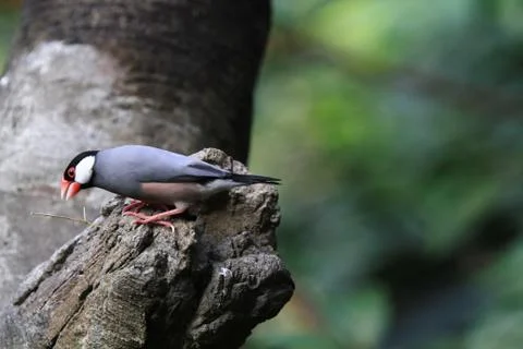The Java rice sparrow. at hk park Stock Photos