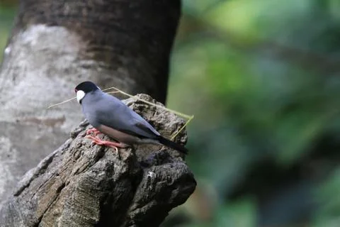 The Java rice sparrow. at hk park 스톡 사진