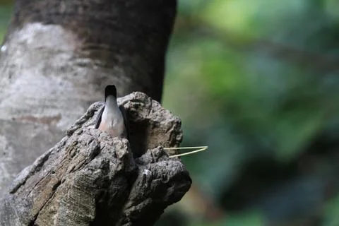 The Java rice sparrow. at hk park Stock Photos