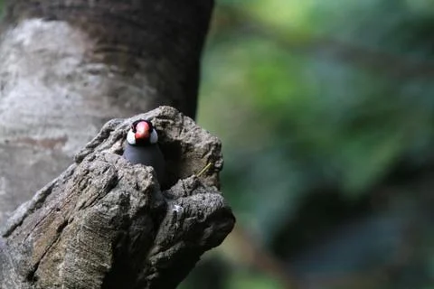 The Java rice sparrow. at hk park Stock Photos