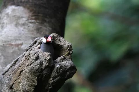 The Java rice sparrow. at hk park Stock Photos