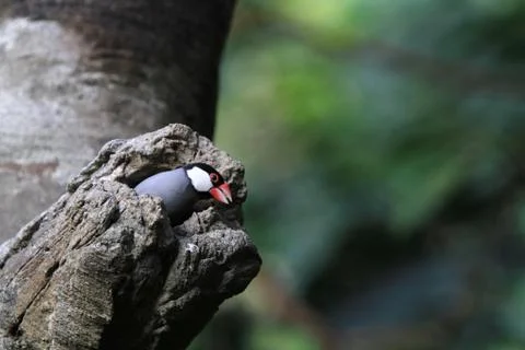 The Java rice sparrow. at hk park Stock Photos
