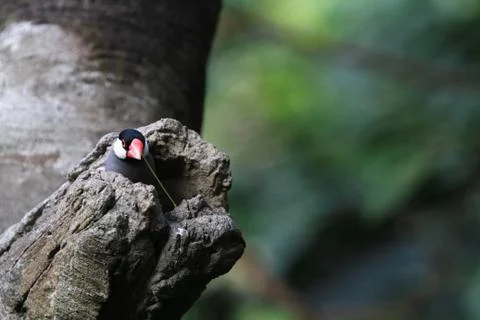 The Java rice sparrow. at hk park Stock Photos