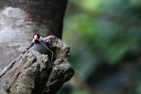 The Java rice sparrow. at hk park Stock Photos