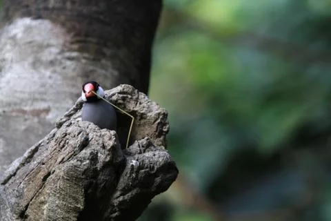 The Java rice sparrow. at hk park Stock Photos
