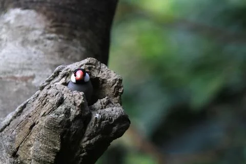 The Java rice sparrow. at hk park Stock Photos