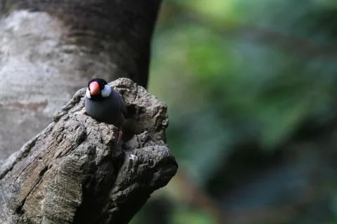 The Java rice sparrow. at hk park Stock Photos