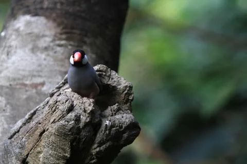 The Java rice sparrow. at hk park Stock Photos