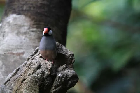 The Java rice sparrow. at hk park Stock Photos