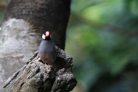 The Java rice sparrow. at hk park Stock Photos