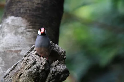 The Java rice sparrow. at hk park Fotos de archivo