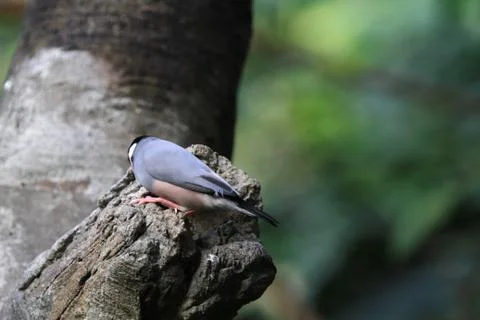 The Java rice sparrow. at hk park Stock Photos