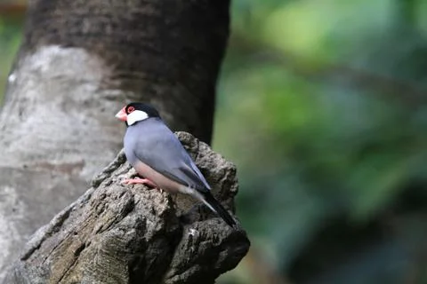 The Java rice sparrow. at hk park Stock Photos