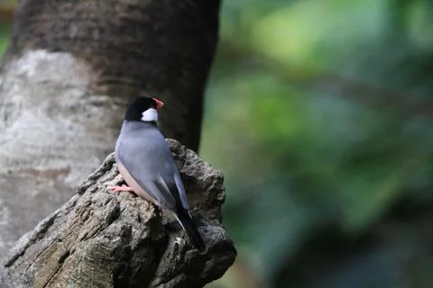 The Java rice sparrow. at hk park Stock Photos