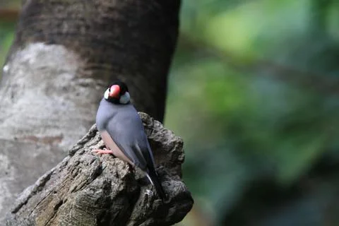The Java rice sparrow. at hk park Stock Photos