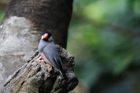 The Java rice sparrow. at hk park Stock Photos