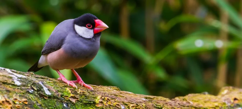 Java rice sparrow, popular tropical bird from the java island of Indonesia, p Fotos de archivo